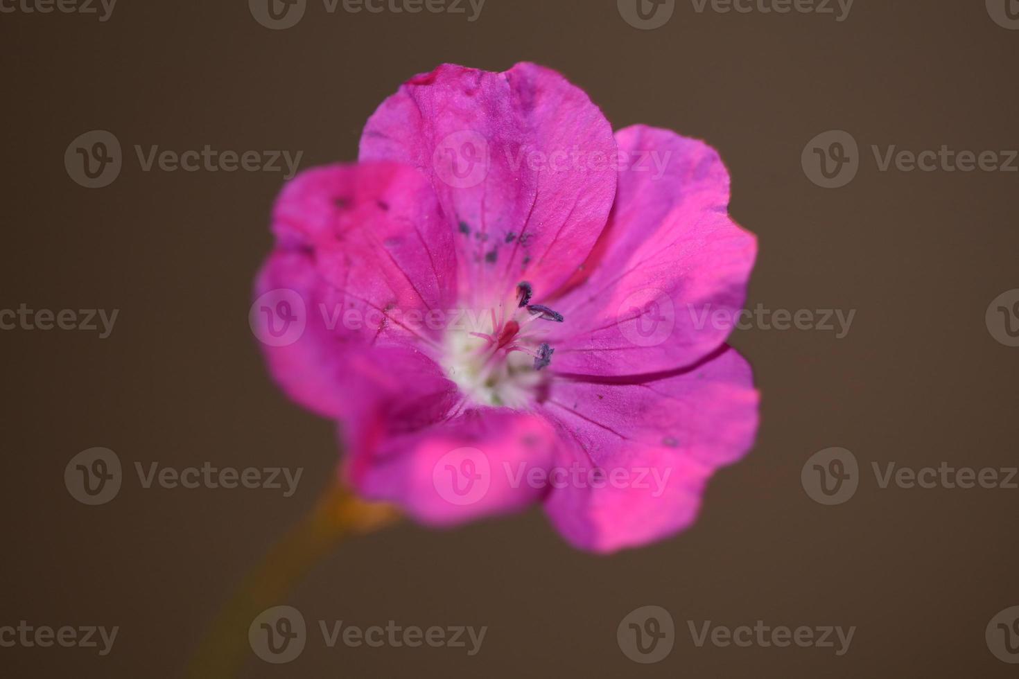 Flower blossom close up background geranium photo