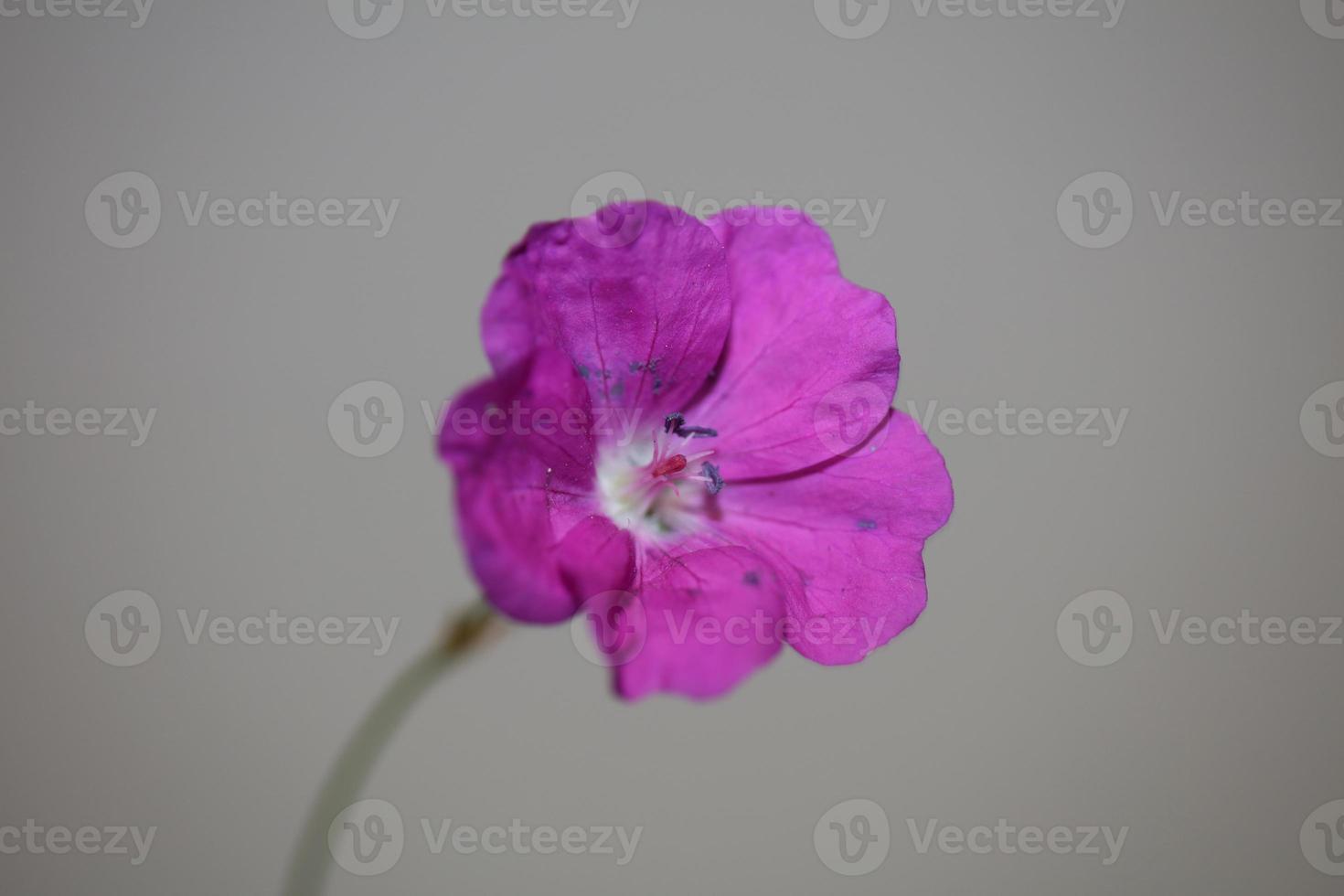 Flower blossom close up background geranium photo