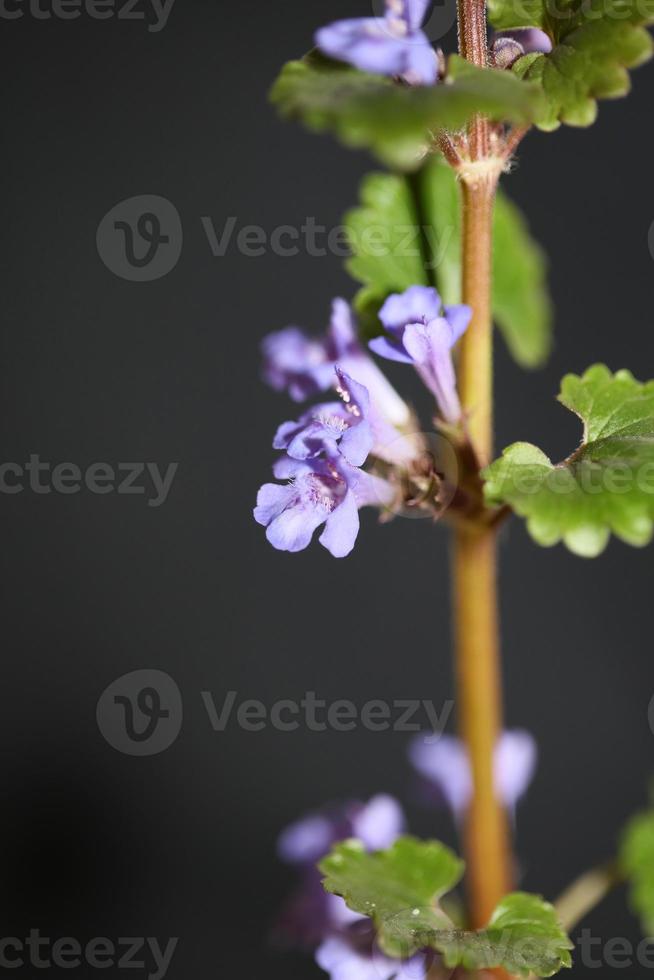 Flower blossom Glechoma hederacea L. family lamiaceae botanical photo