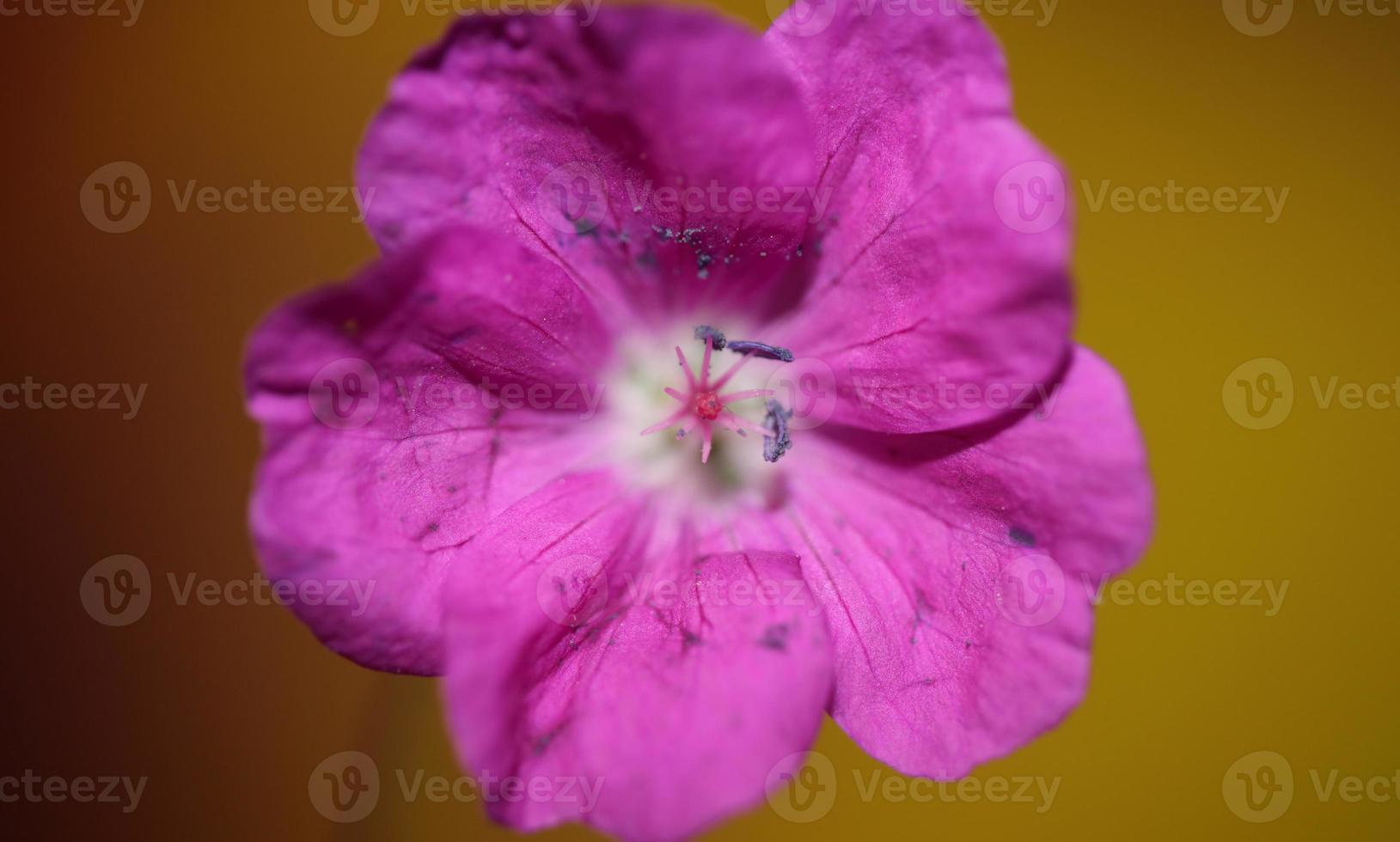 Flower blossom close up background geranium photo