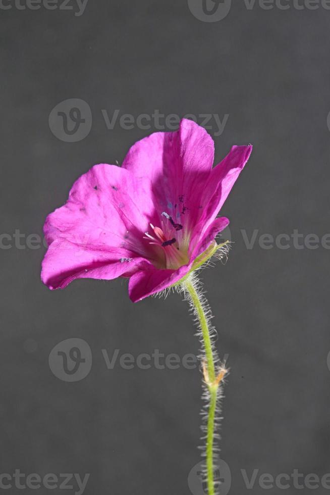 Flower blossom close up background geranium photo