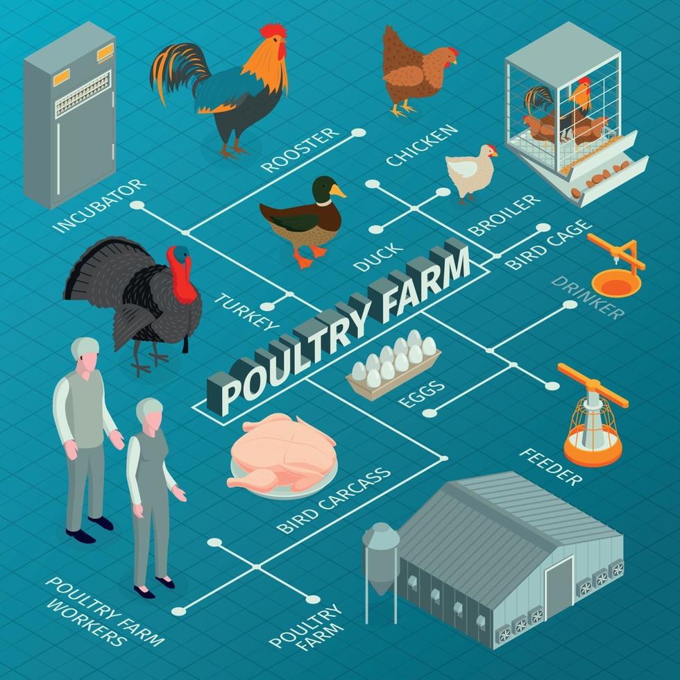 Ilustración de vector de diagrama de flujo isométrico de granja avícola