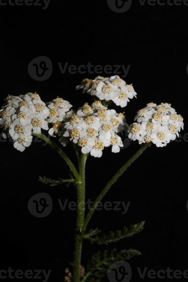 White flower blossom close up background achillea millefolium print photo