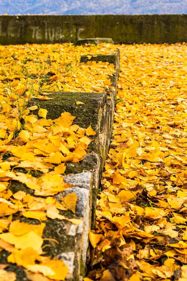 Autumn season. Colorful fallen leaves in park. Beautiful autumn path. photo