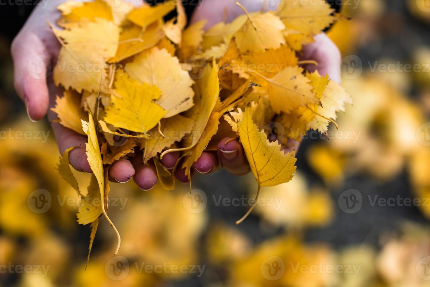 Hands holding fallen autumn orange leaves close up isolated. photo