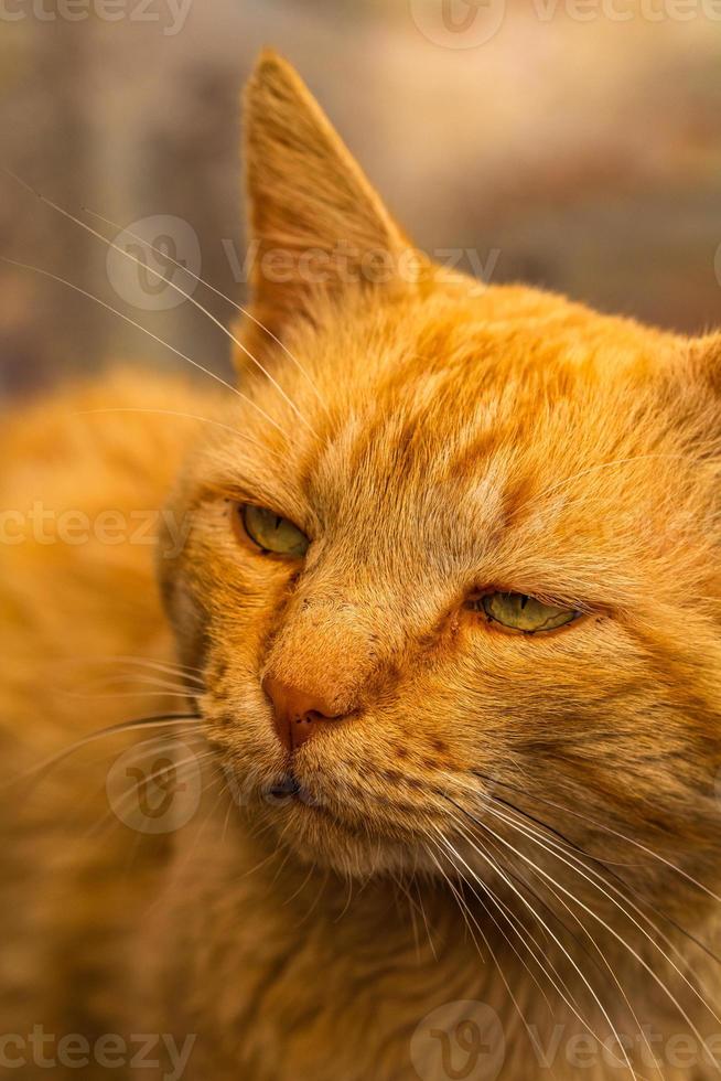 Sweet lazy ginger kitten - orange kitten close up photo