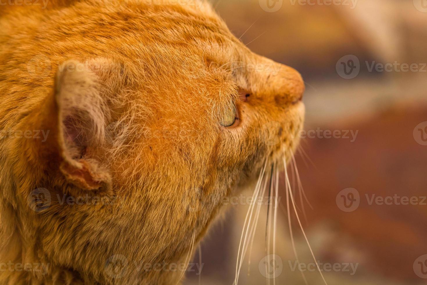 Sweet lazy ginger kitten - orange kitten close up photo