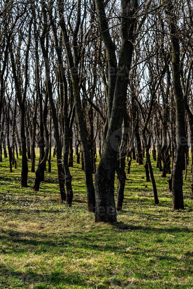 Tree trunks in a dense forest, way through rows of trees. photo