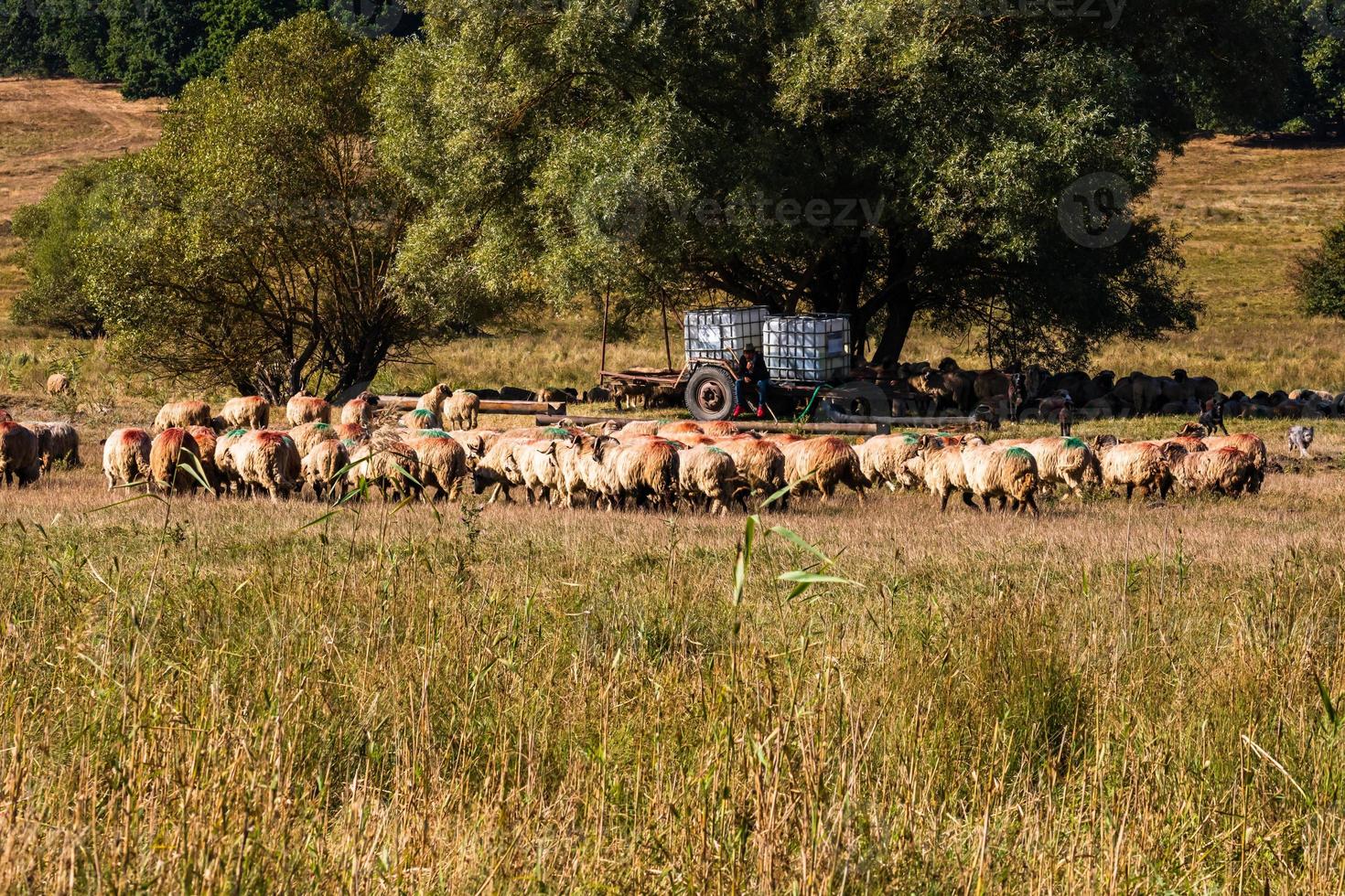 A lot of sheep grazing on dry field on sunny day. photo