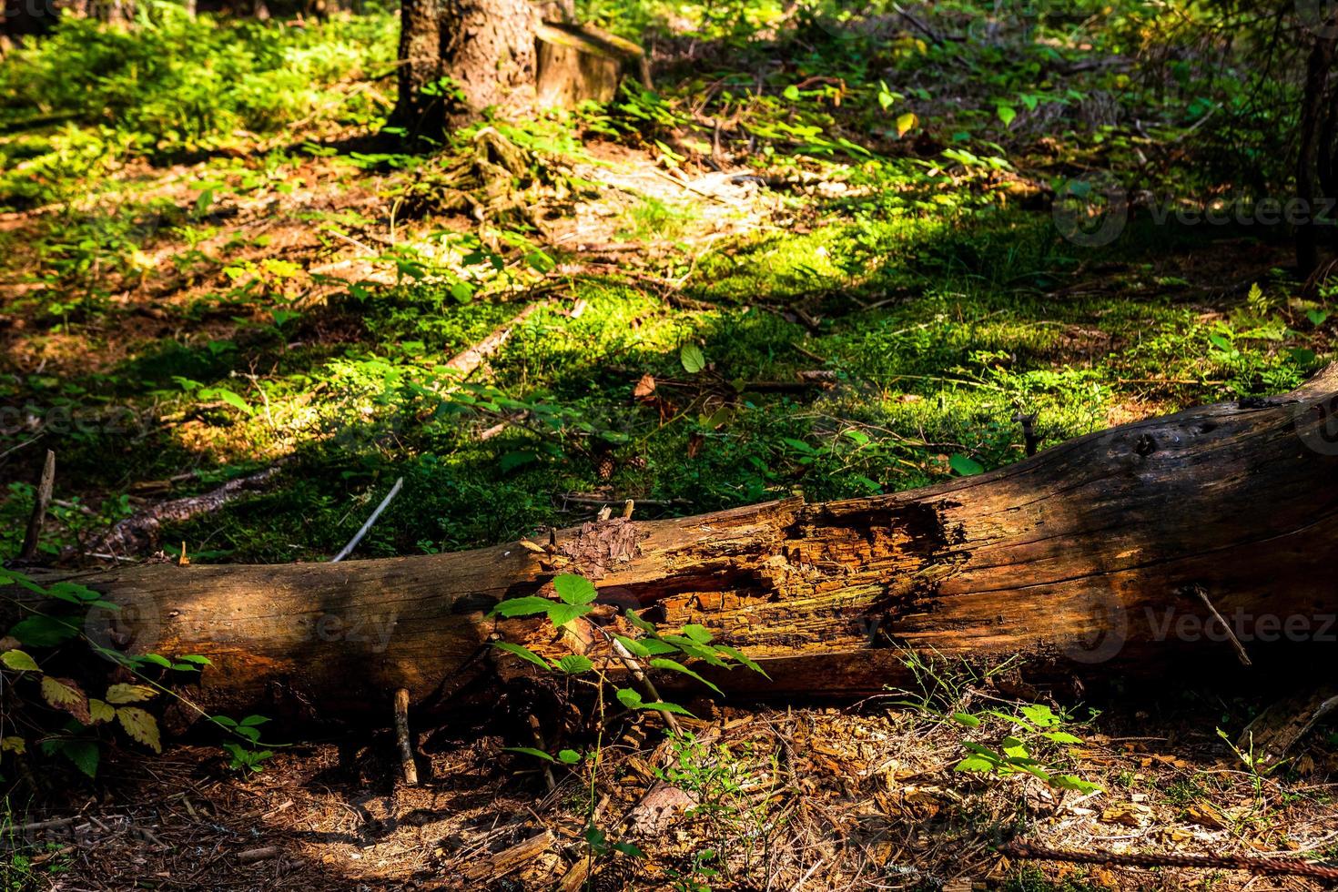 View through forest trees, sunlights over the mountain forest details photo