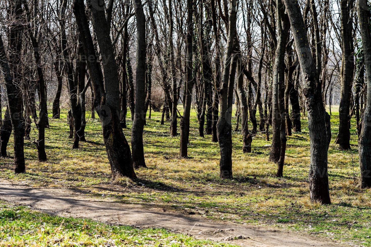 troncos de árboles en un denso bosque, camino a través de hileras de árboles. foto