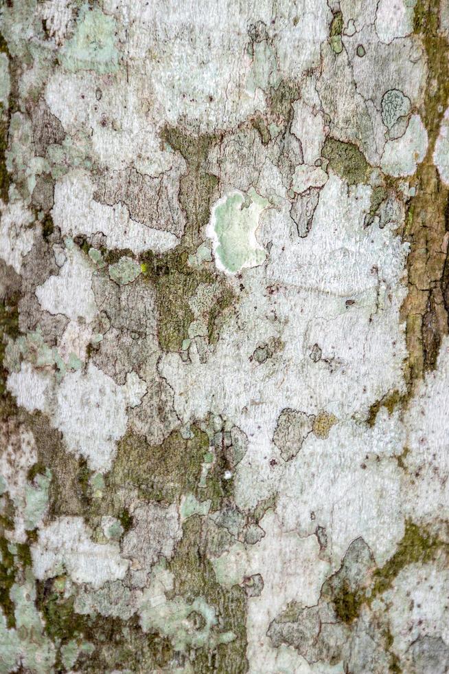 Tree bark texture for background photo