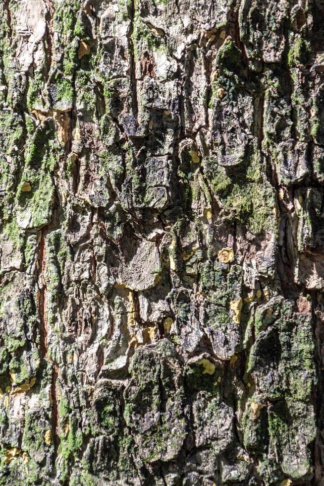 textura de corteza de árbol para el fondo foto