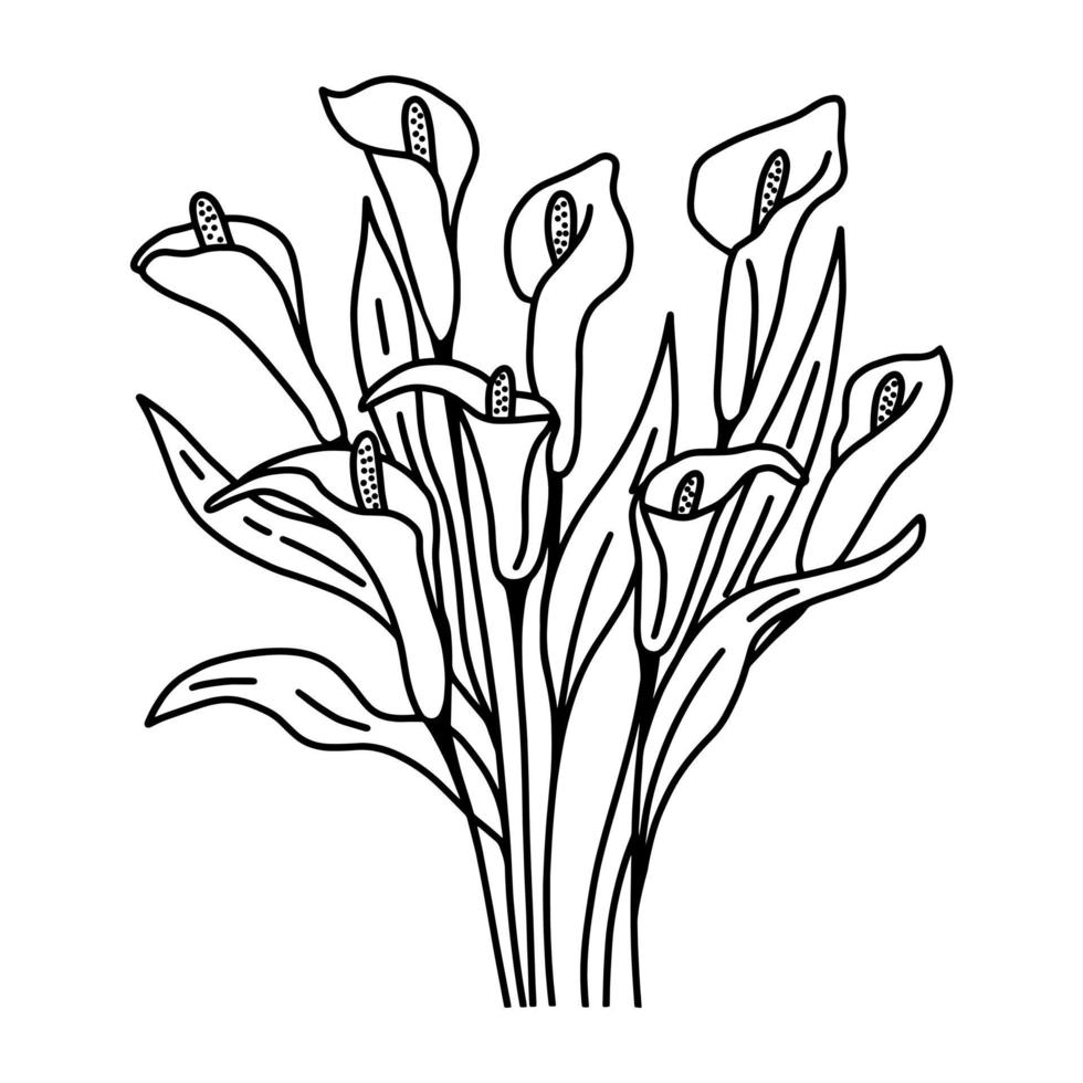 Calla flowers bouquet contour line drawing by hand vector illustration