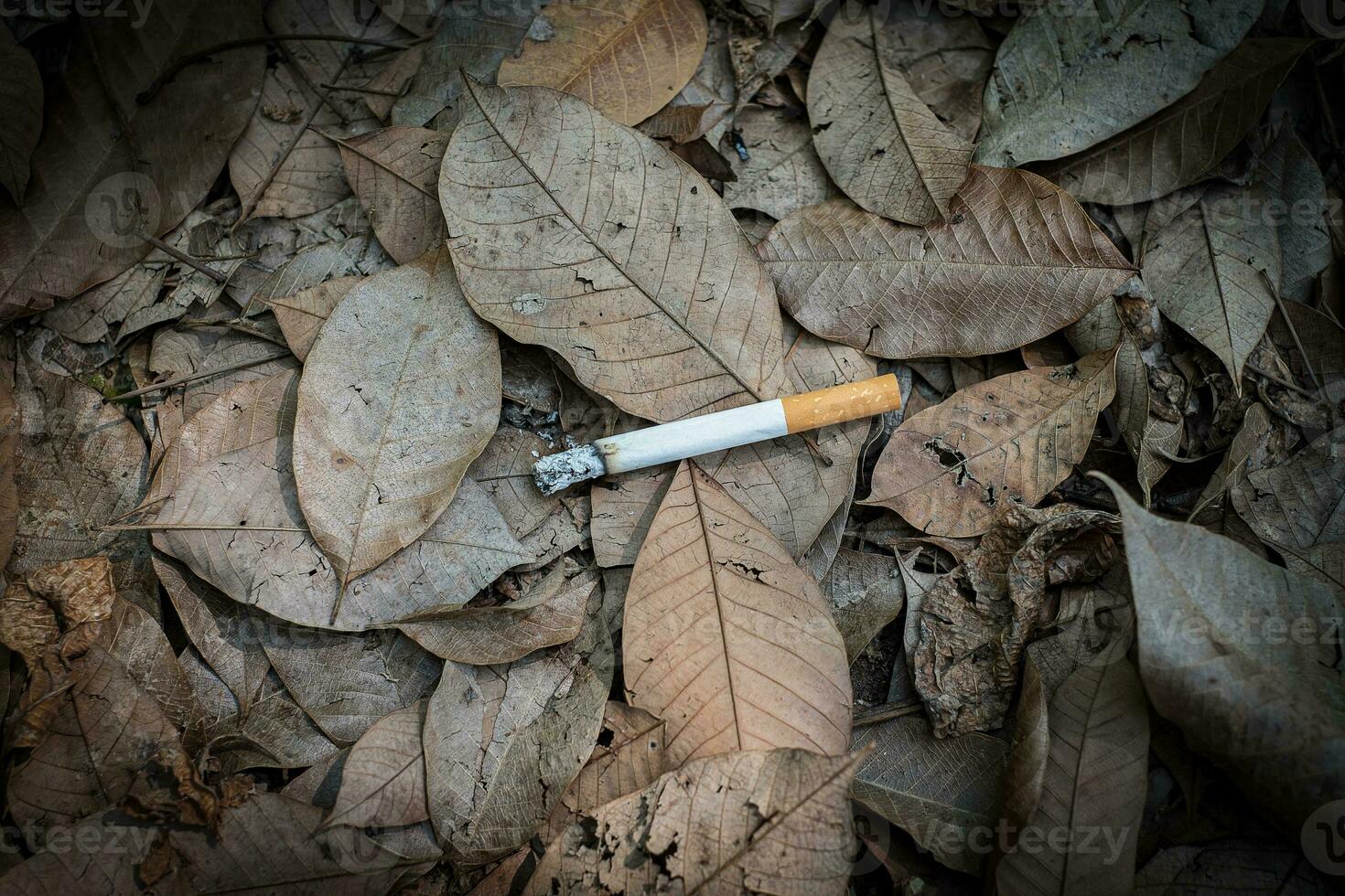 Close up cigarette butt non-smoked carelessly are thrown into dry grass on the ground causing a dangerous forest fire photo