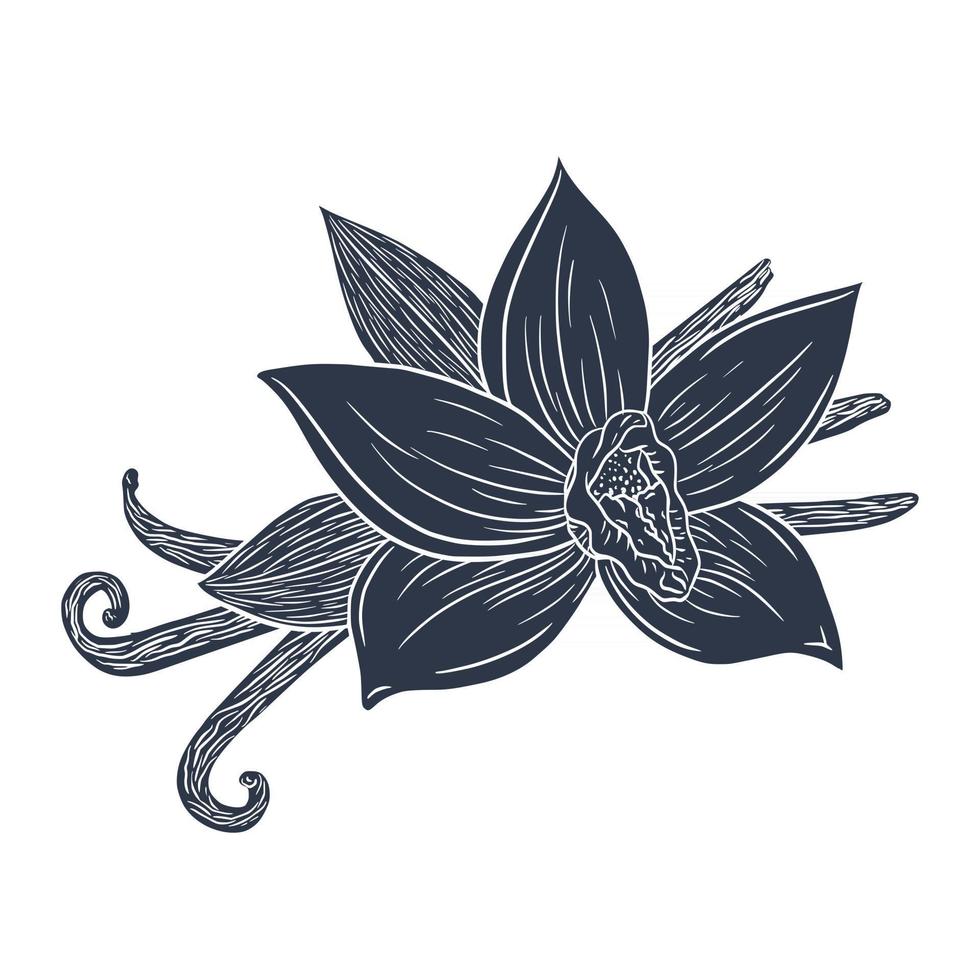 Hand Drawn Vanilla Sticks and Flower Silhouette Engraved Illustration vector