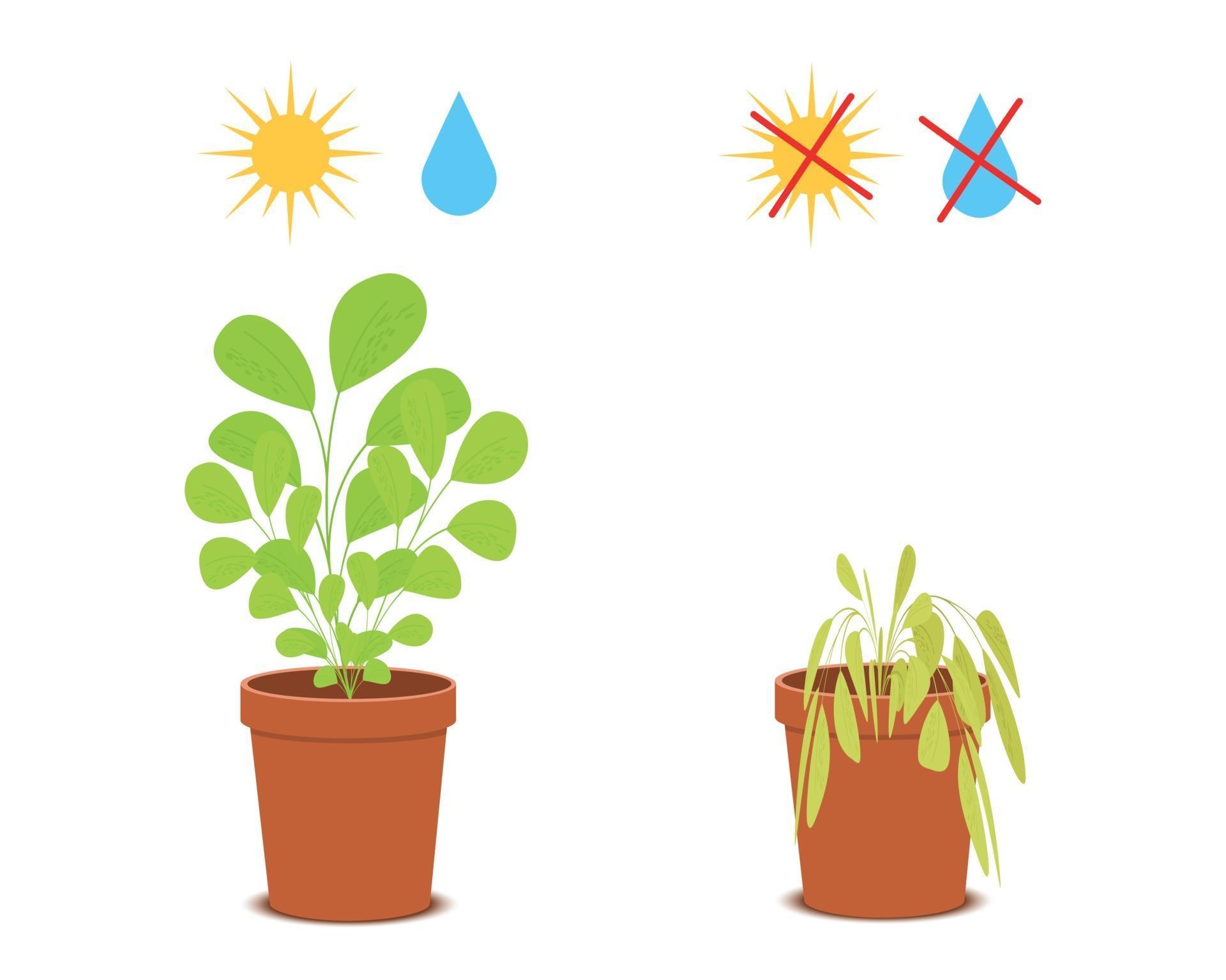 Potted blossom plant vs wilted flower without care 3022838 Vector Art