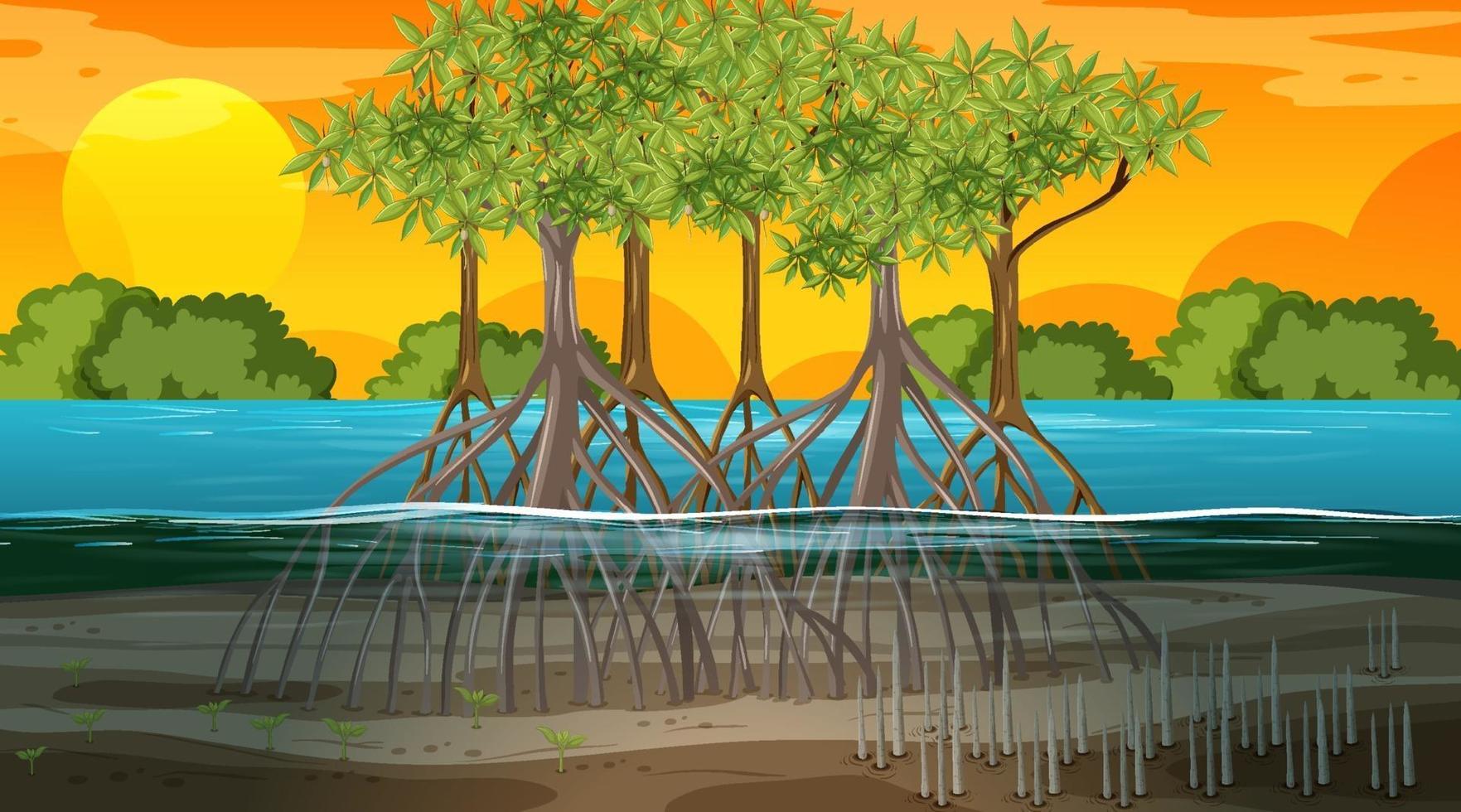 Mangrove forest landscape scene at sunset time vector