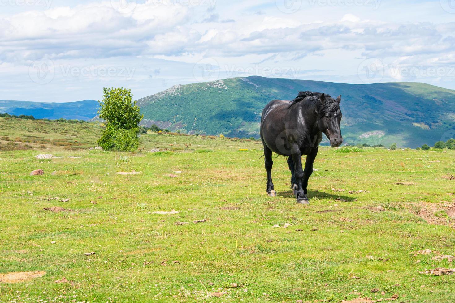 Beautiful wild black horse walking in a green meadow photo