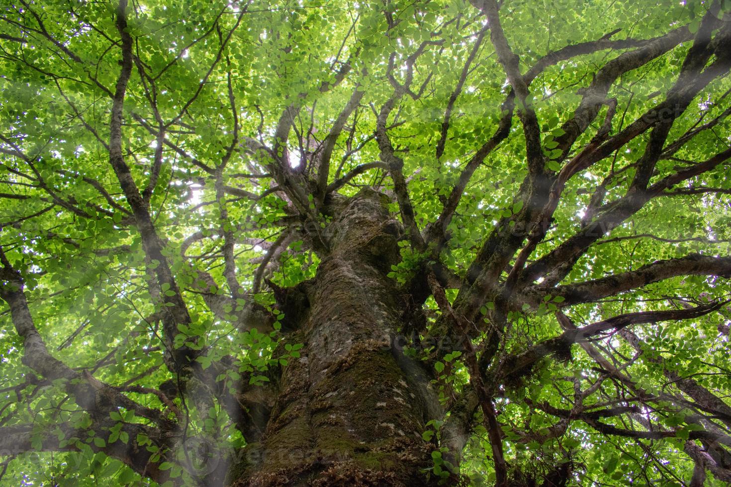 Magical scene of sunbeams entering through the branches of a sturdy tree photo