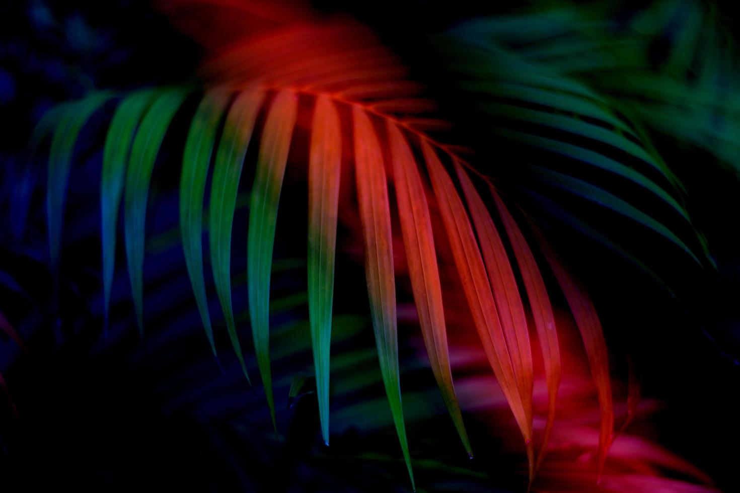 Colorful tropical palm leaf with shadow on white wall photo