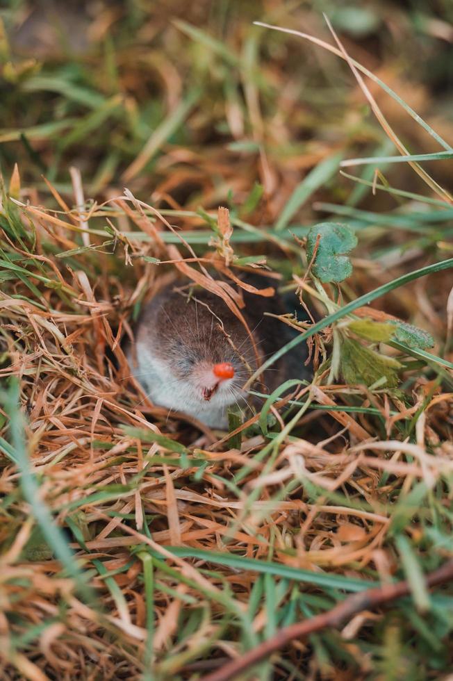 A small gray mole climbed out of the ground, an animal in the grass. photo