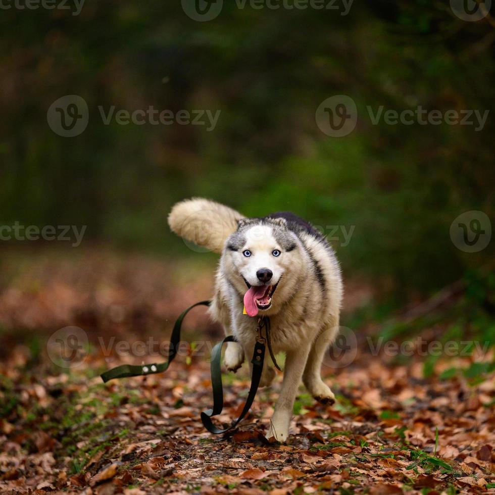 Husky jogging, morning autumn frosts on the grass, a walk with a dog. photo