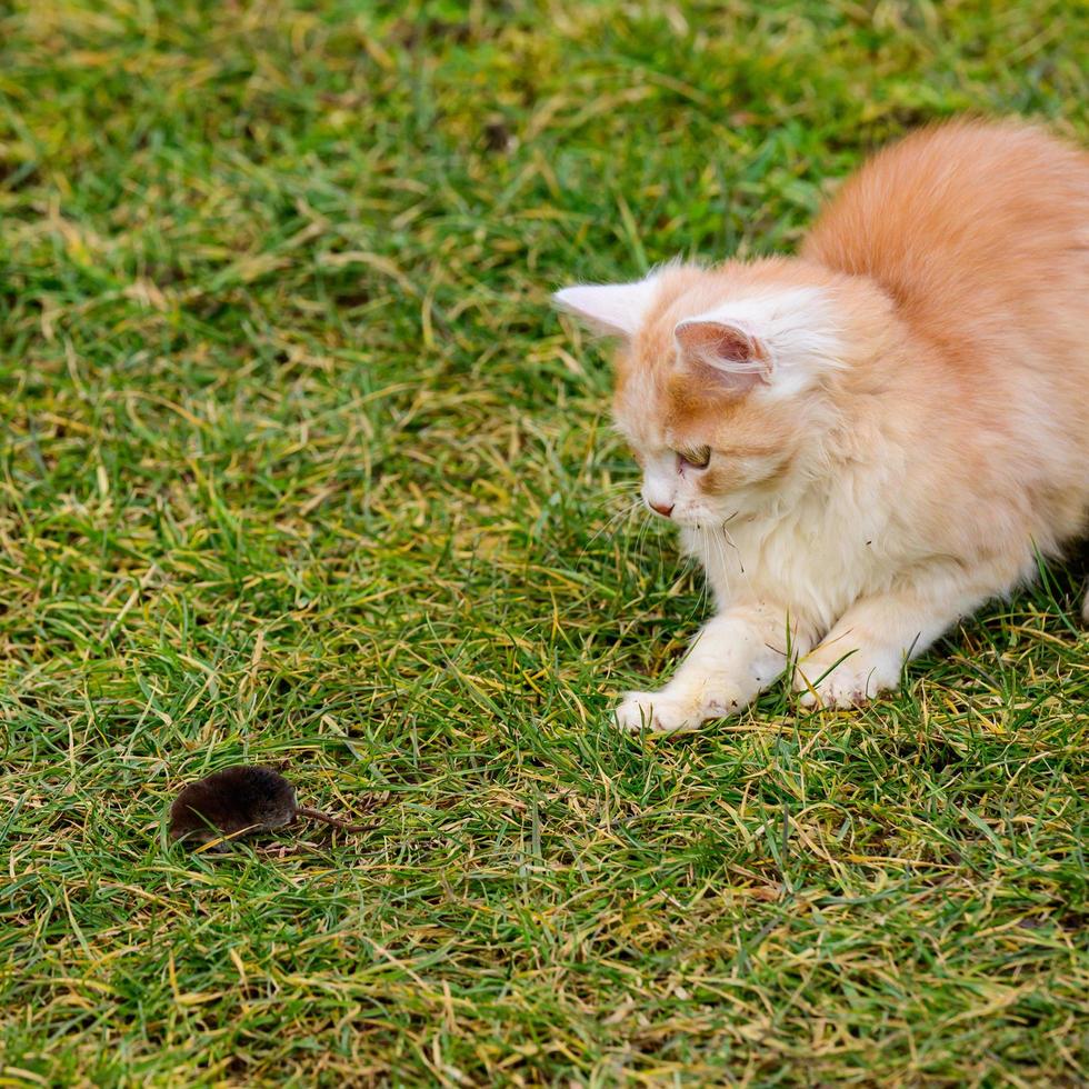 Ginger and white kitten with its prey of a mouse photo