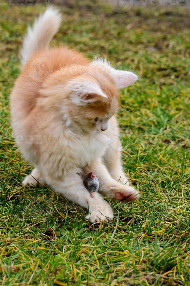 A red cat caught a mole, the countryside and animals and rodents. photo