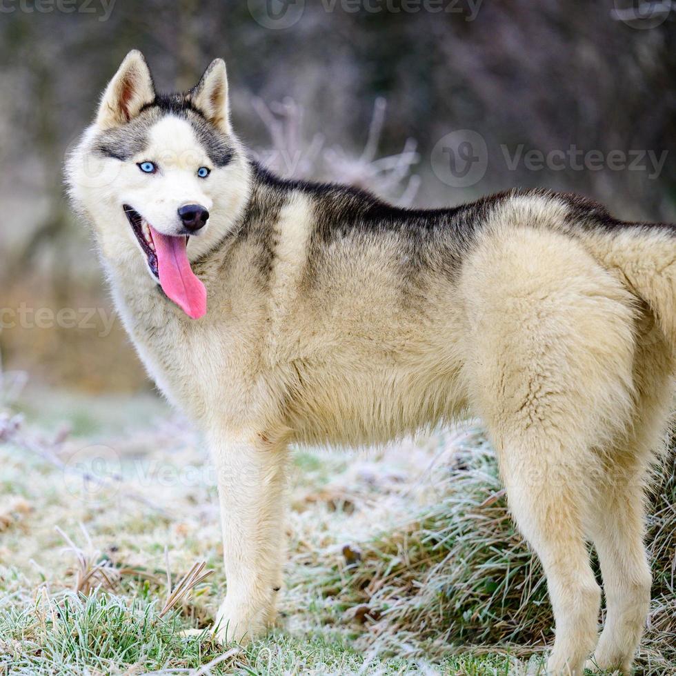 Morning autumn frosts on the grass, husky dog, dog walk in the woods. photo