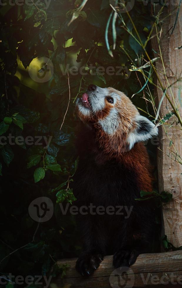 panda rojo come hojas foto