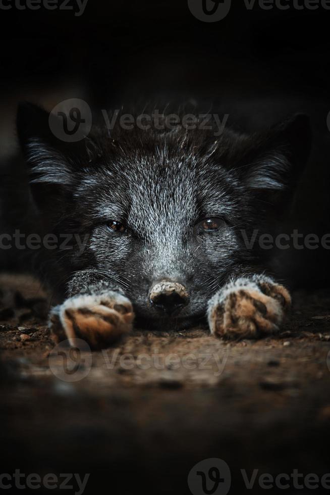 Arctic fox detail portrait photo