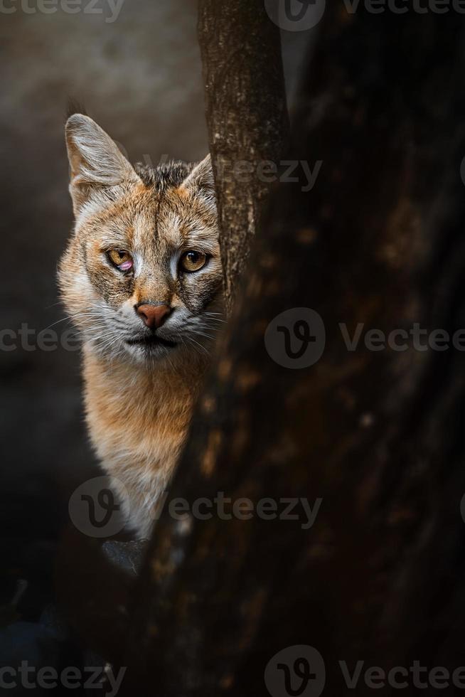 retrato de detalle de gato de la jungla foto