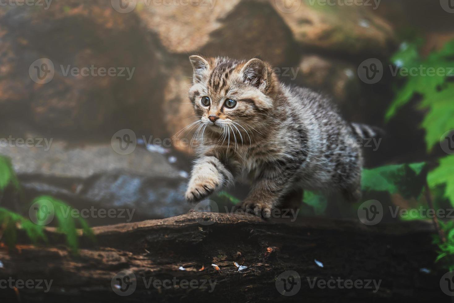 European wild cat detail portrait cat kitten photo