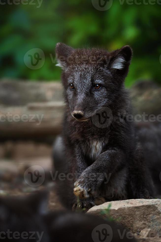 Arctic fox detail portrait photo