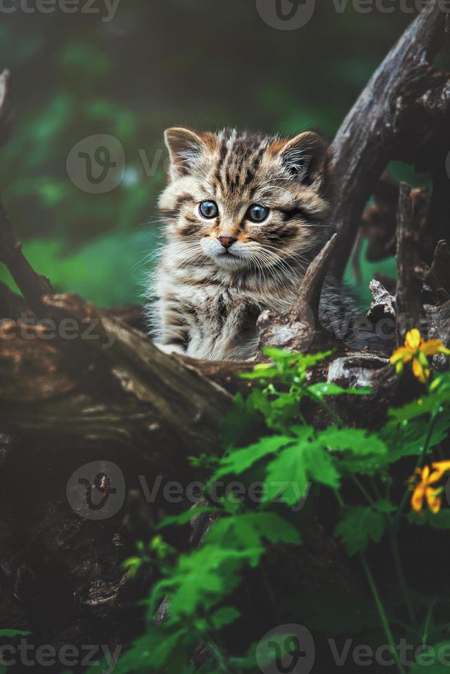 European wild cat detail portrait cat kitten photo