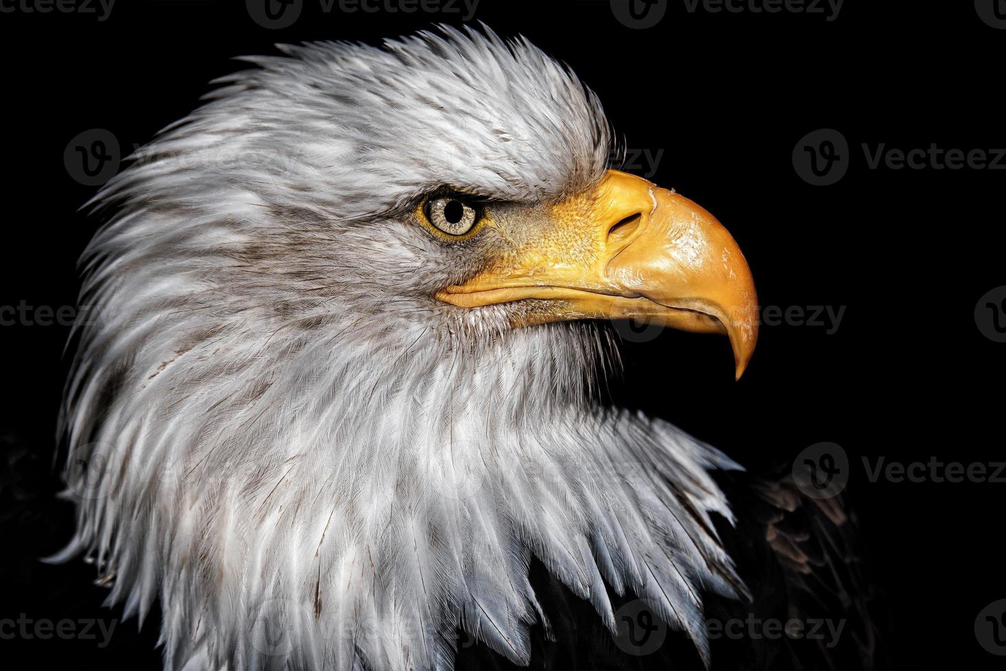 Bald Eagle detail of the head of this predator photo