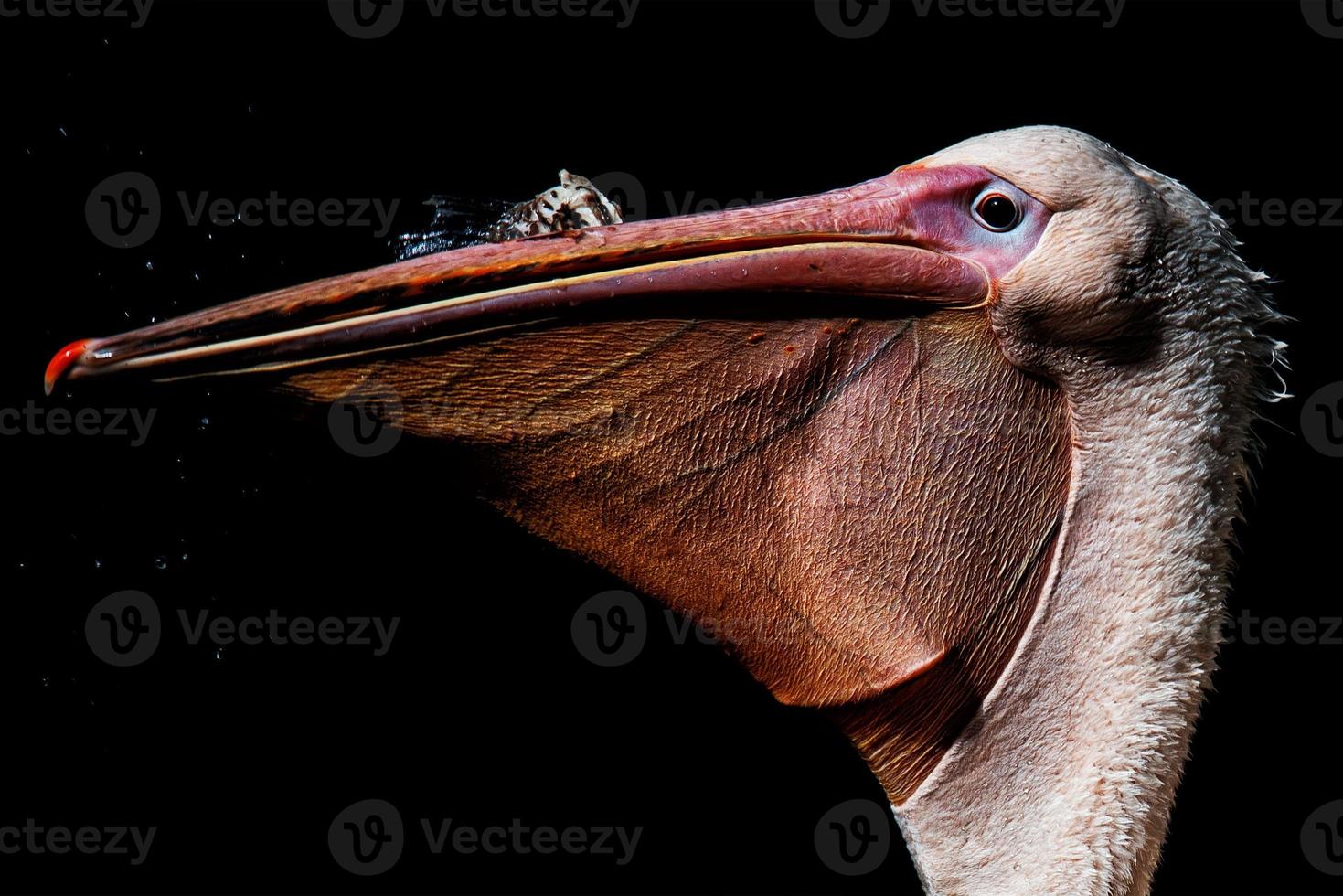 Retrato de detalle de pelícano blanco en el agua foto