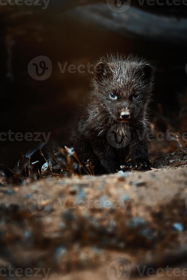 Arctic fox detail portrait photo