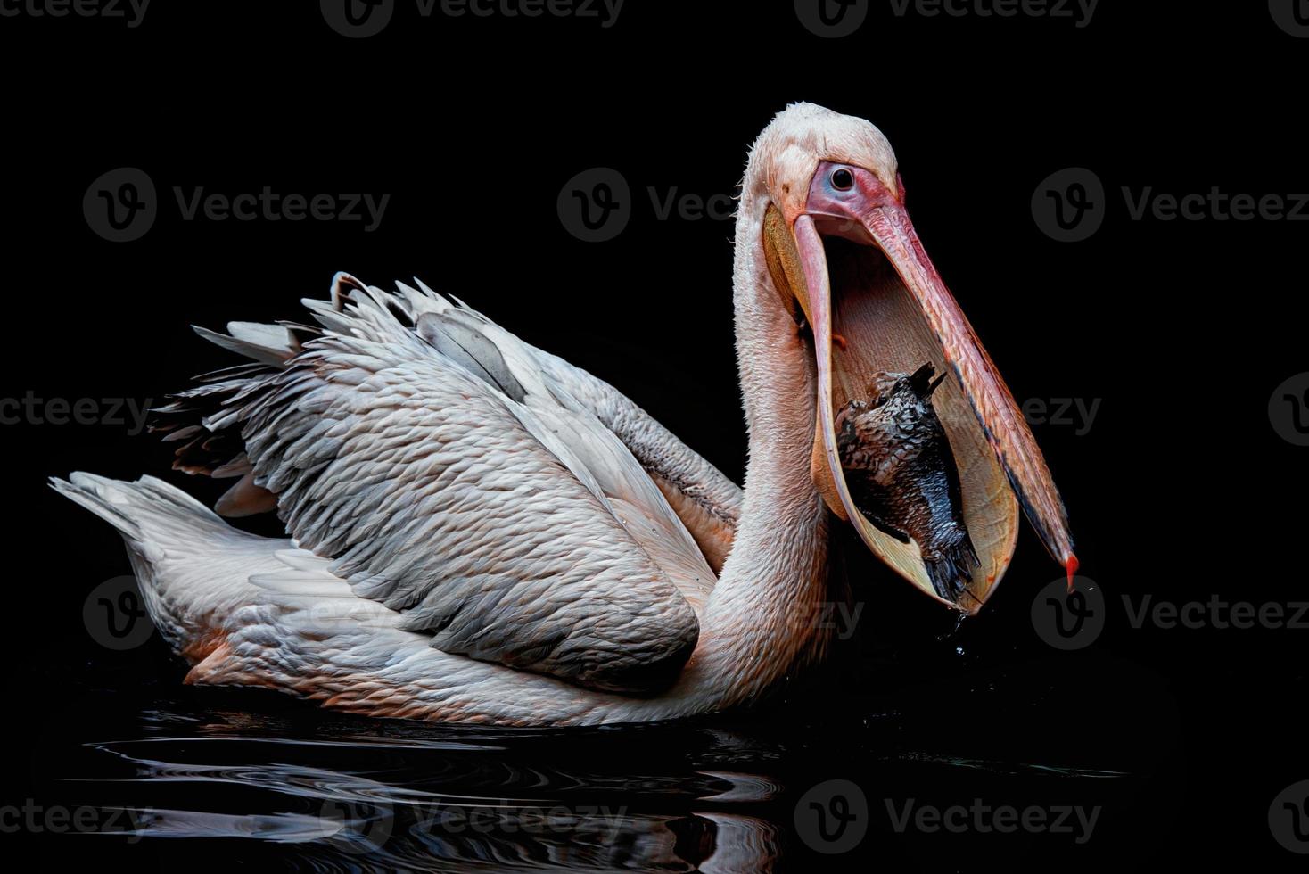 White Pelican  detail portrait on the water photo