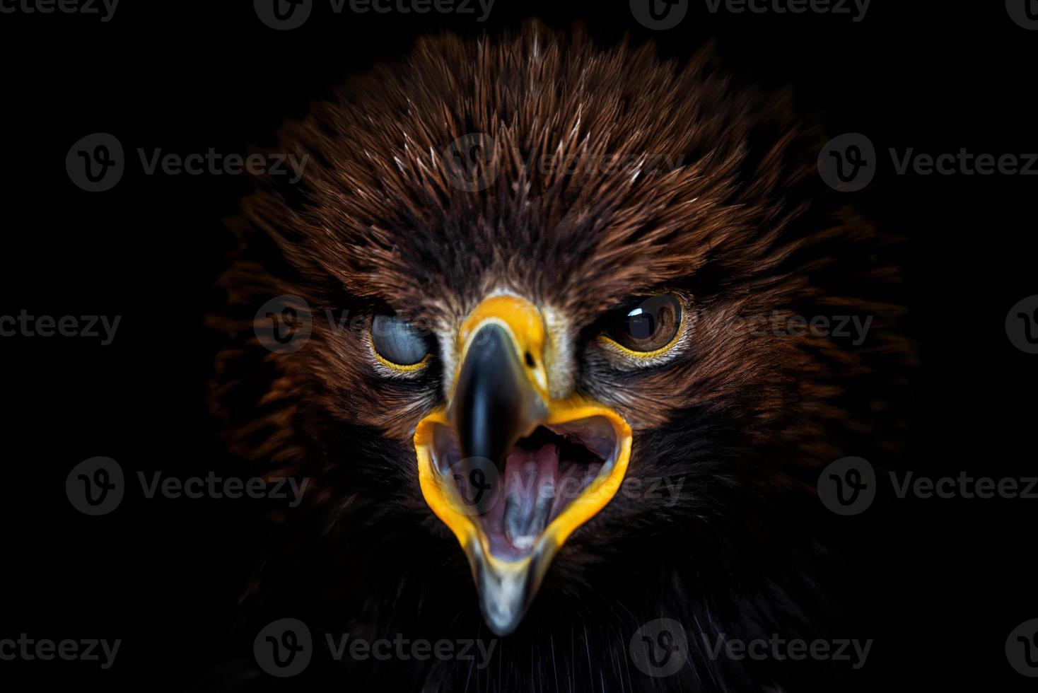 Golden eagle  detail portraint on black background photo