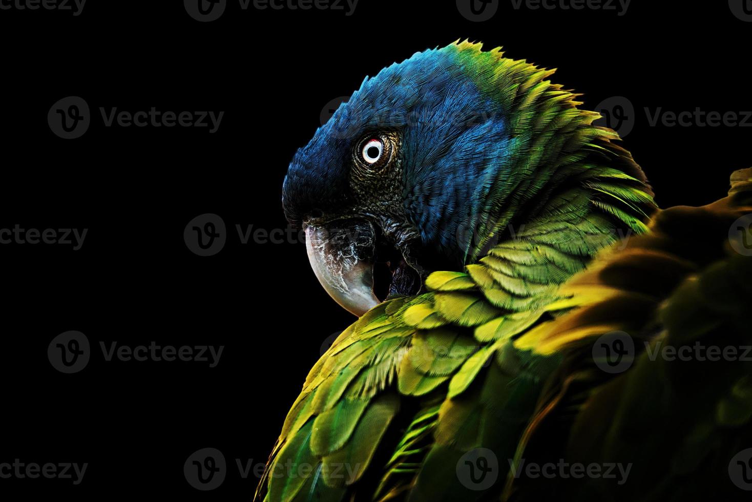 el guacamayo de cabeza azul foto