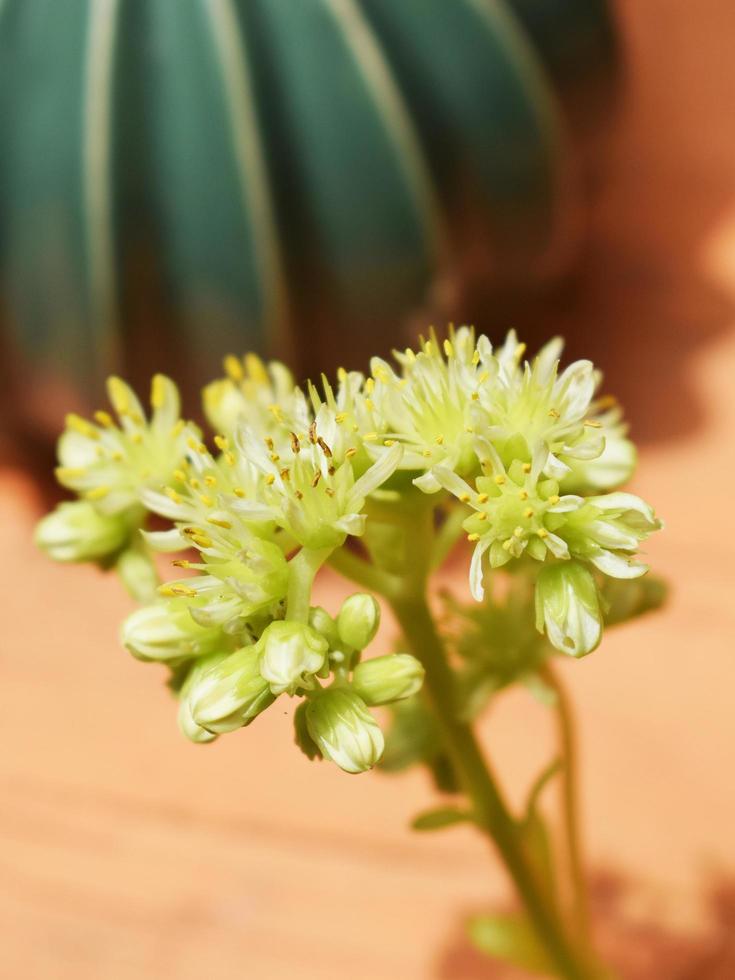 Close up of green plant photo