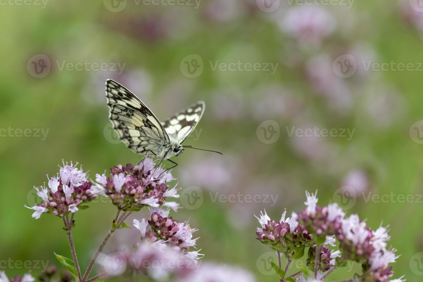 Tablero de ajedrez de mariposas blancas y negras sentado en una flor de mejorana foto