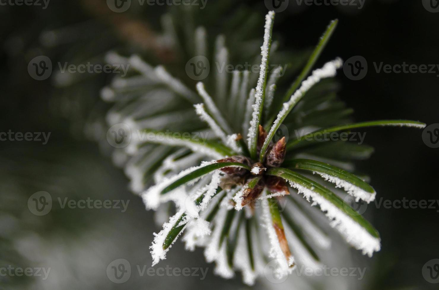 Agujas de pino agujas de pino de coníferas con nieve en invierno closeup foto