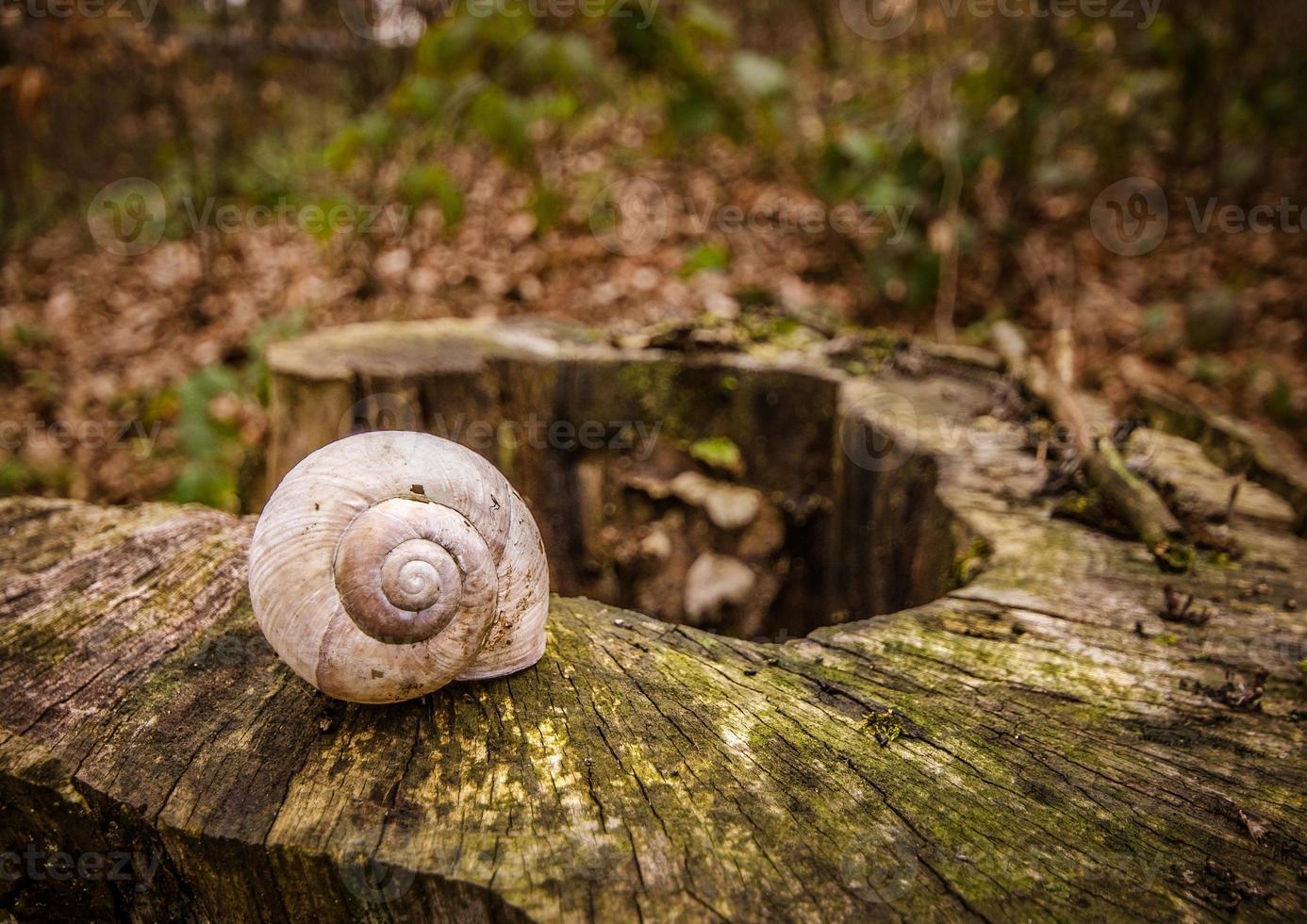 Closeup stock photo of a single empty snail shell on a snag in forest