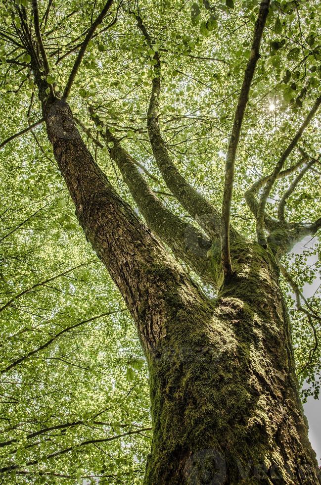 Old frail tree with thick branches, wide trunk, lush green leaves photo