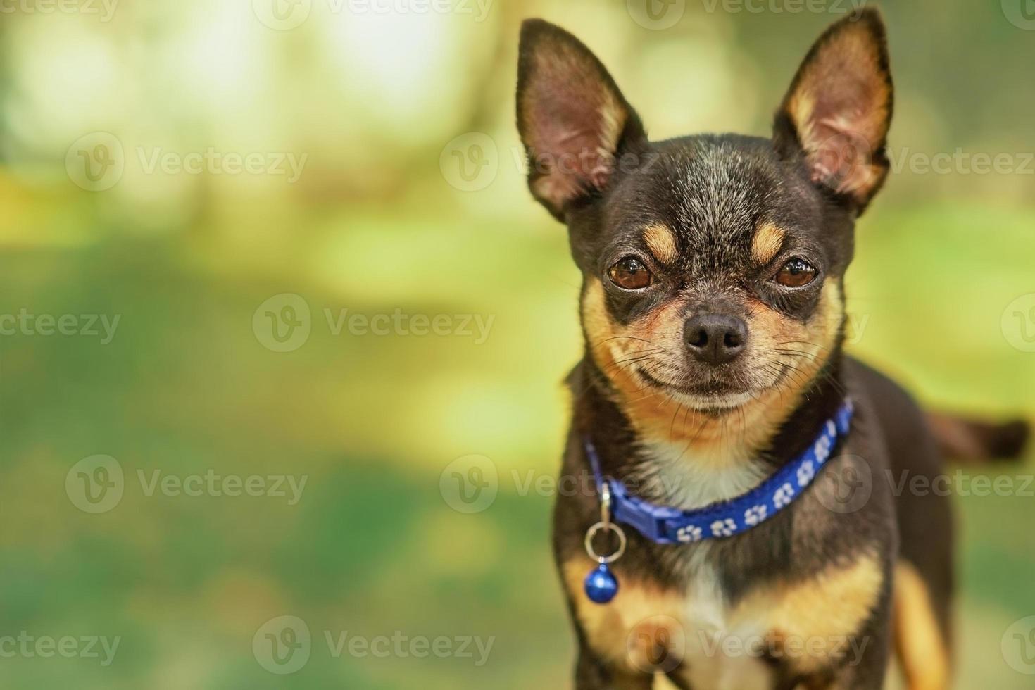 Chihuahua dog on blurred background photo