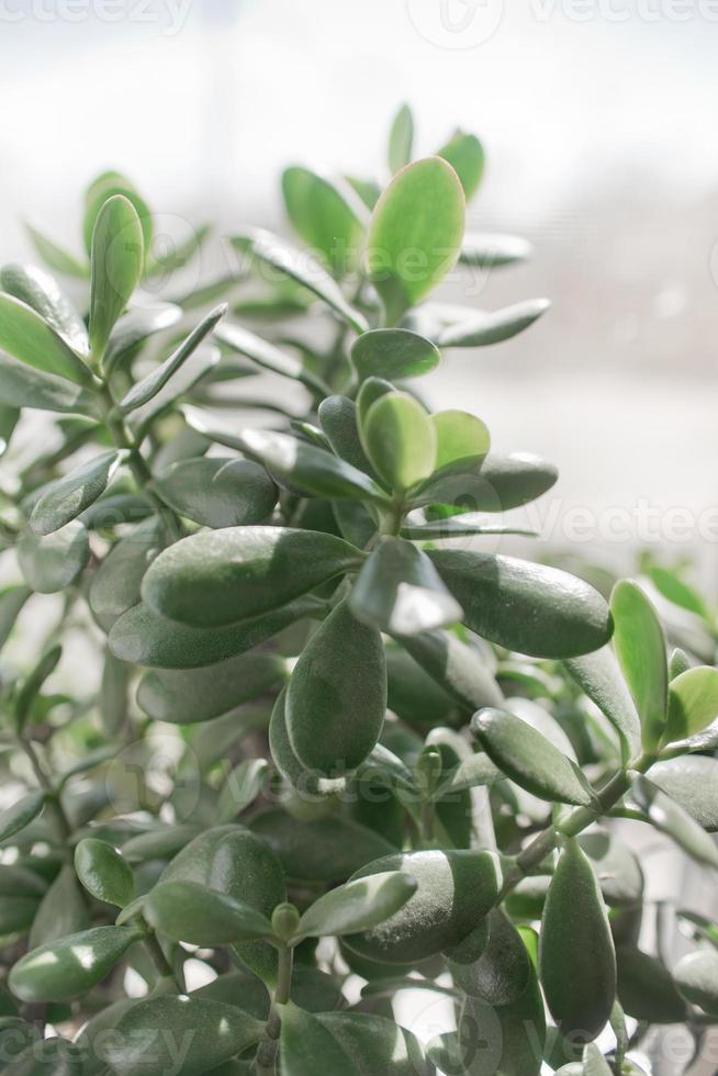 Planta de interior suculenta en una maceta se encuentra en la ventana de una habitación foto