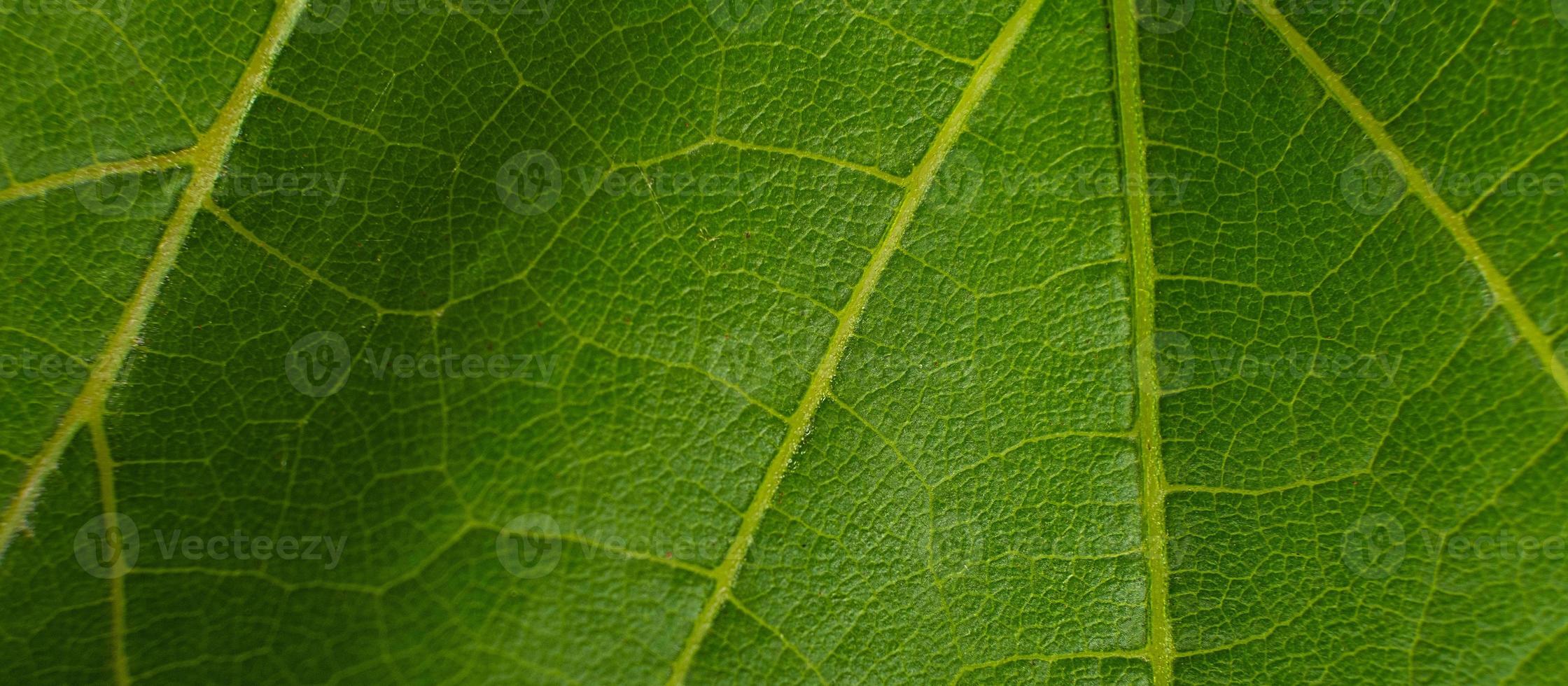 Green grape leaf close up macro texture photo